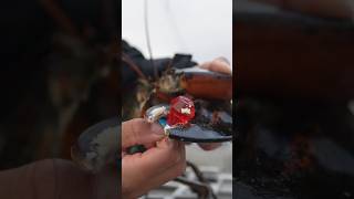 What’s stronger a lobster or a crab? #maine #lobster #crab #education #learn