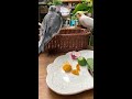 my cockatiels love delicious food