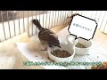 スズメのキリちゃん、腹ペコの朝食風景