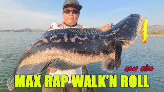 Giant Snakehead fishing with Rapala MaxRap Walk'N Roll 10