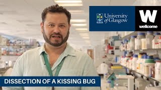 Dissection of a Kissing Bug  and Chagas Disease