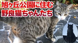 那覇市にある旭ヶ丘公園に住む野良猫ちゃんたち♬