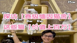 探访国内top级【缅因猫舍】，总价值百万的缅因猫舍你们见过吗？