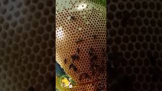 Amazing Honey 🍯🍯 প্রাকৃতিক চাকের মধু 🍯 Sundarban Honey BD 🐝 01743968610