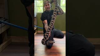 Worlds Largest Hybrid Rattlesnake Shorts Notapython