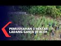 3 Hektar Ladang Ganja Ditemukan di Pegunungan Leuser, BNN Terjunkan 131 Personel Gabungan!