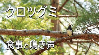 生きもの図鑑｜クロツグミの食事と鳴き声｜長野県伊那市西箕輪