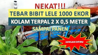 TEBAR 1000 EKOR BIBIT LELE KOLAM TERPAL 2 X 0,5 METER