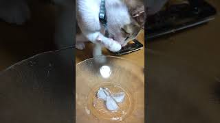 初めて氷を見た子猫の反応。The reaction of a kitten seeing ice for the first time.