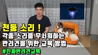 천둥번개소리,여러소리를 무서워하는 강아지 두려움을 극복하게 하는 방법! #강아지훈련 #진짜반려견교육