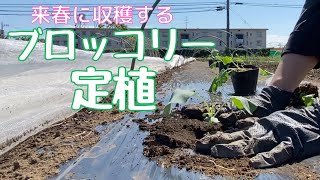 春に収穫するブロッコリーを１０月に定植する【自然栽培・家庭菜園】