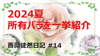 薔薇徒然日記 EPISODE #14 所有品種まるっと紹介！