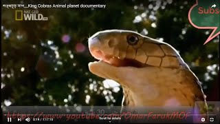 শঙ্খচূড় সাপ__King Cobras Animal planet documentary