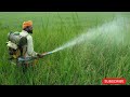 நெல் பூ வரும் பருவத்தில் பயன்படுத்த வேண்டிய உரம் டானிக் paddy flowering stage fertilizer tonic tamil