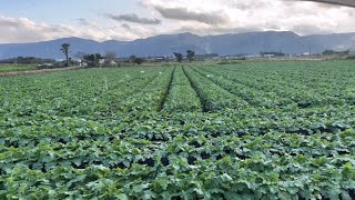 【大根】、【人参🥕】成長が楽しみです。【鹿児島】【鹿屋】【せんちゃん農業】