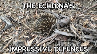 The Australian Echidna (Spiny Anteater) Trying It’s Best To Hide Showing Off It Impressive Defences