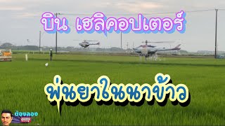 เฮลิคอปเตอร์พ่นยาในนาข้าว ชาวนาญี่ปุ่น