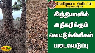 இந்தியாவில் அதிகரிக்கும் வெட்டுக்கிளிகள் படையெடுப்பு | Locust attack in India