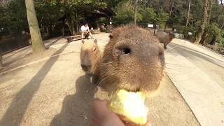 カピバラがタケノコを食べるASMR Capybara eat bamboo shoots