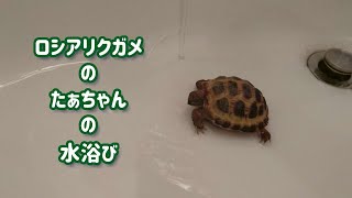 ロシアリクガメのたぁちゃんの水浴び。