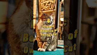 இஸ்லாத்தில் பூனை வைத்திருப்பதால் ஏற்படும் 6 நன்மைகள் #cats #catsinislam #islamicguide #islamicstatus #islamicvideo