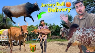 JERSEY BULL😭😡Ye kya huwa Anand gaay ki delivery ho gayi😳