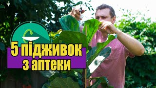 Використай цих 5 ПІДЖИВОК для КІМНАТНИХ РОСЛИН з АПТЕКИ / важливе ДОБРИВО з вашої АПТЕЧКИ