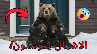 دب يتجمد مع شبلين, الاشبال یتوسلون! - قرارالرجل بفتح الباب سوف يذهلك!