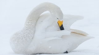 GX8 \u0026 100 400mm ライカ ズームで日本の冬の野生動物を観察