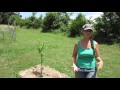 orchard tour and mulching our fruit trees