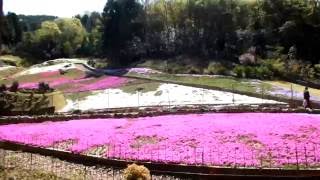 ２０１６ヤマサ蒲鉾・芝桜満開☆彡