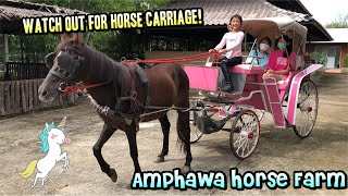 Blinky’s Horse Riding: Amphawa Horse Farm นั่งรถม้า ขี่ม้า ฟาร์มม้าอัมพวา สมุทรสงคราม