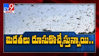 తెలంగాణ వైపు దూసుకొస్తున్న మిడతల దండు - TV9