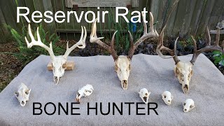 Reservoir Rat - Bone Hunter