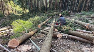 ベテラン2人　山の中での伐採と玉切り　#伐採 #japan #林業 #forestry #felling #wood