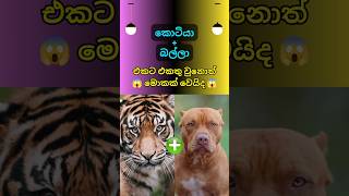 ඔන්න දුන්නා මෙයාට නමක් දාන්නකෝ ලමයි 😱 Animals #shorts #shortsfeed #top10