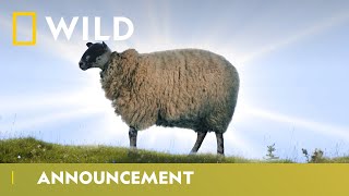 Celebrating Sheeps? | Big Cat Week | National Geographic Wild UK