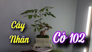 SH.5473. Bất ngờ gặp cây Nhãn bonsai mini có 102 giữa lòng Hà Nội. Đth liên hệ 0976.129.079.