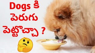 Can We Feed Curd To Dog 🍚 ? | డాగ్స్ కి పెరుగు పెట్టొచ్చా ? | పెడితే ఏమవుతుంది | keerthi puppy vlogs