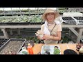 2024.06.25【多肉植物】色々な情報に惑わされないで 夏の水やりはこれで完璧です 【succulent】トロピカルガーデン