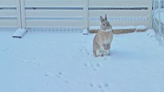 うさぎさん、生まれて初めて雪に触れる。