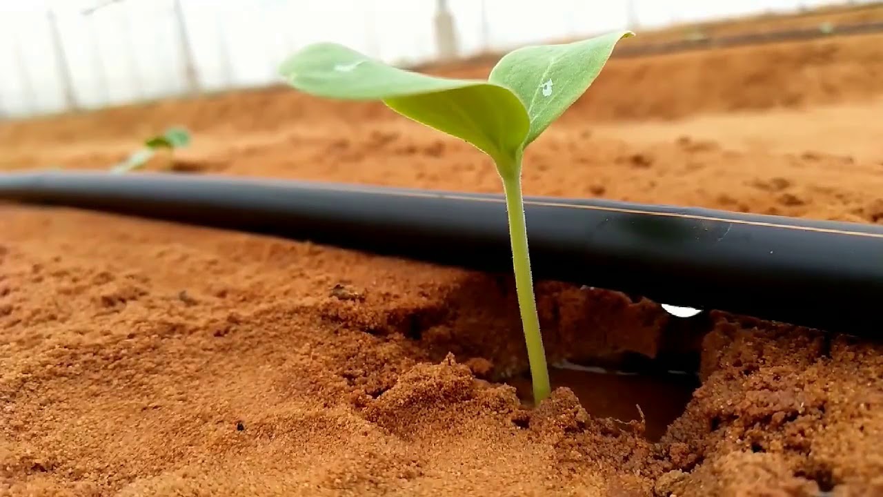 Amazing Drip Irrigation Technology - YouTube