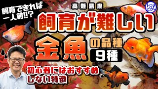 【飼育できれば一人前】飼育が難しい金魚の品種9種！初心者にはおすすめしない金魚の特徴