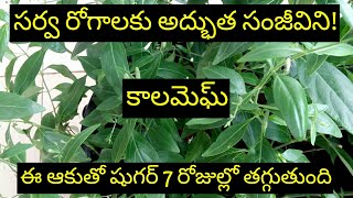 నేల వేము గురించి తెలుసా |nela vemu plant uses in telugu |కాల మెఘ్ | మహా తిక్త ఉపయోగాలు