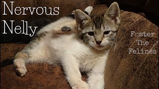 Scared Kitten Learning To Trust + Butt Biting 😺 ~ Foster Litters #25 & #26