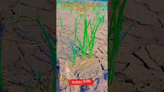 🌾 நேரடி நெல் விதைப்பு Day 12 🌾 #trending #farming #viralvideo #paddy #agriculture #ytshorts #shorts