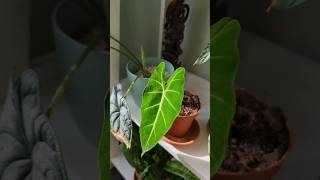 Is your alocasia dying?...IT MAY JUST BE DORMANT