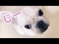 【室内放し飼い】リビングで好き放題！おてんば子犬フレブルマリーの場合　french bulldog diary