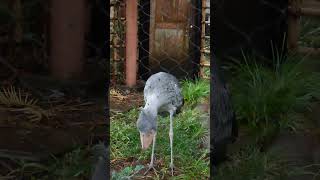 ハトゥーウェの挨拶　ハシビロコウ　上野動物園