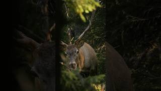 Wounded stag is up for a fight   Part 1 #awe #rut #carpathianstag #reddeer